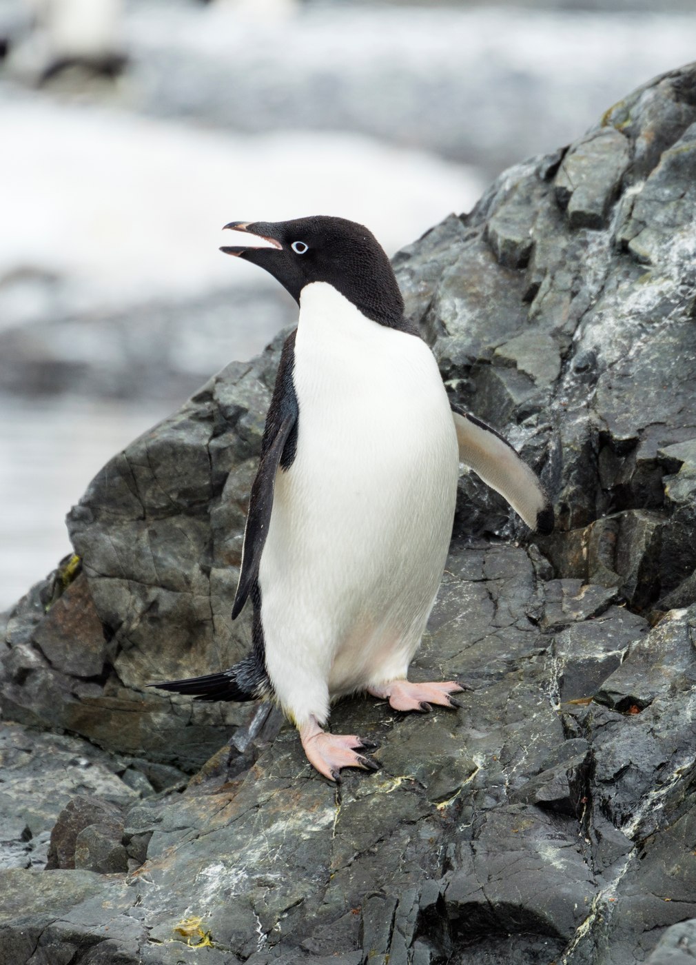 Adélie penguin standing on Antarctic rock