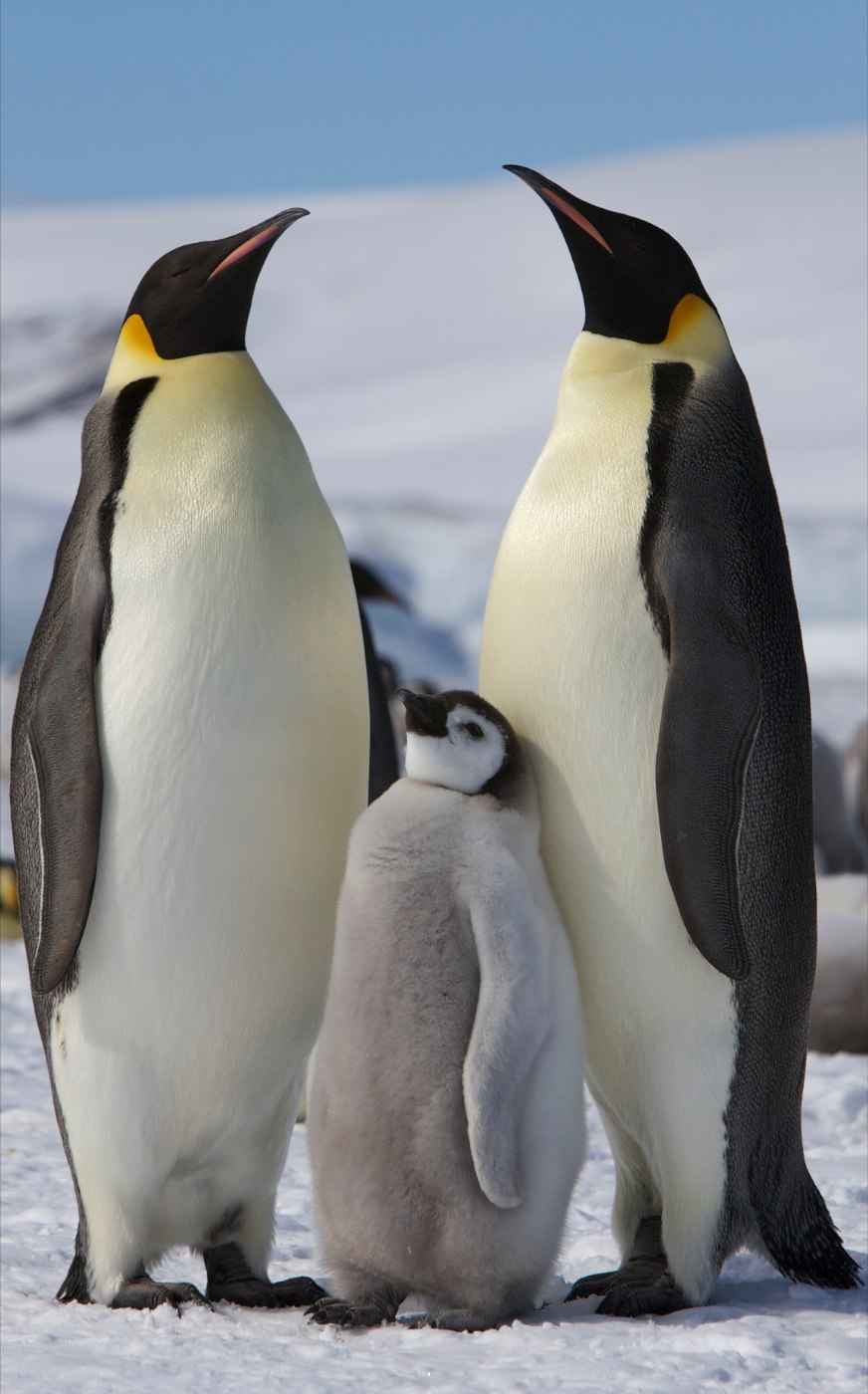 Emperor penguins on Antarctic sea ice