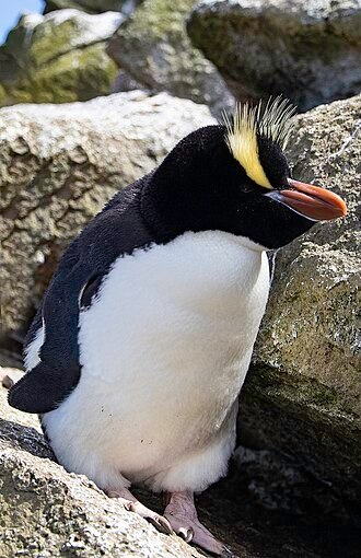 Erect-crested penguin