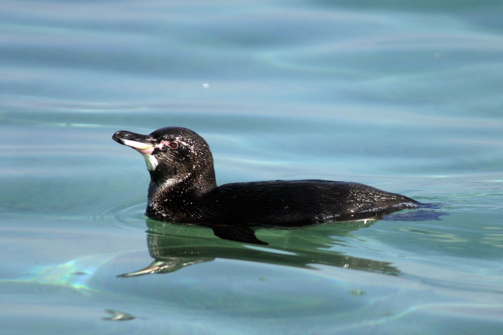 Galápagos penguin