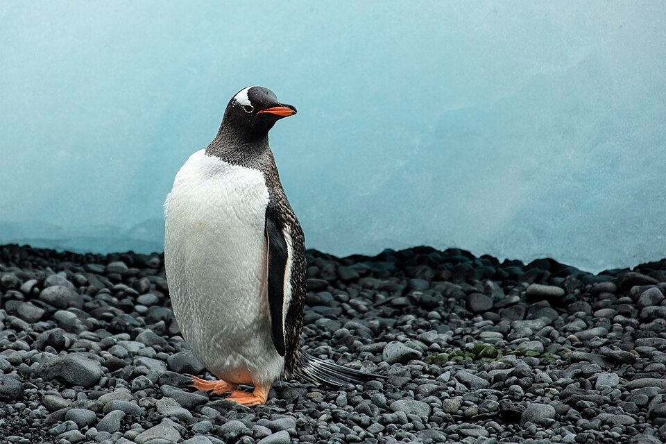 Gentoo penguin near its nesting colony