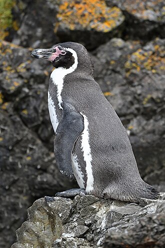 Humboldt penguin