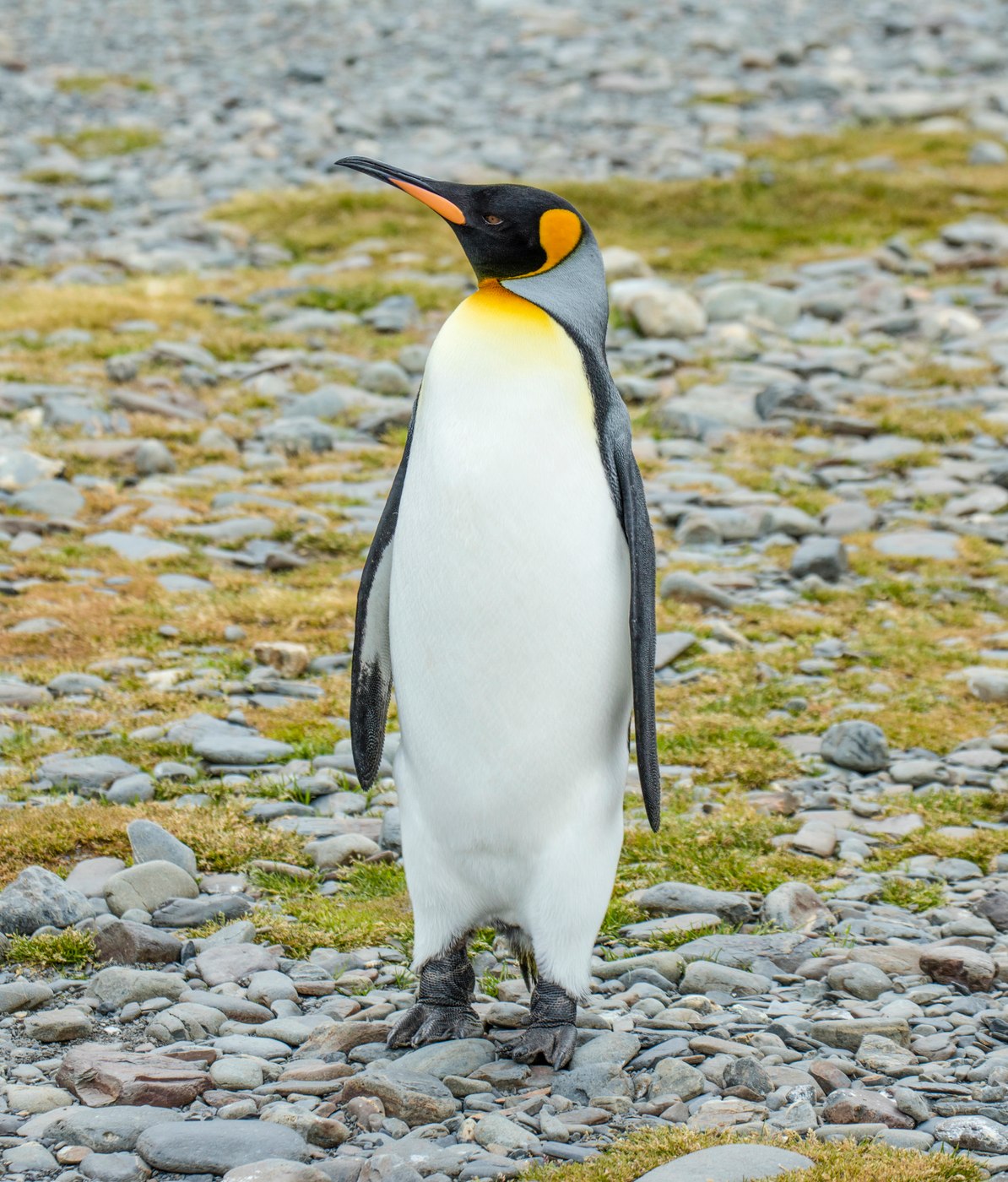 King penguin standing on a subantarctic beach
