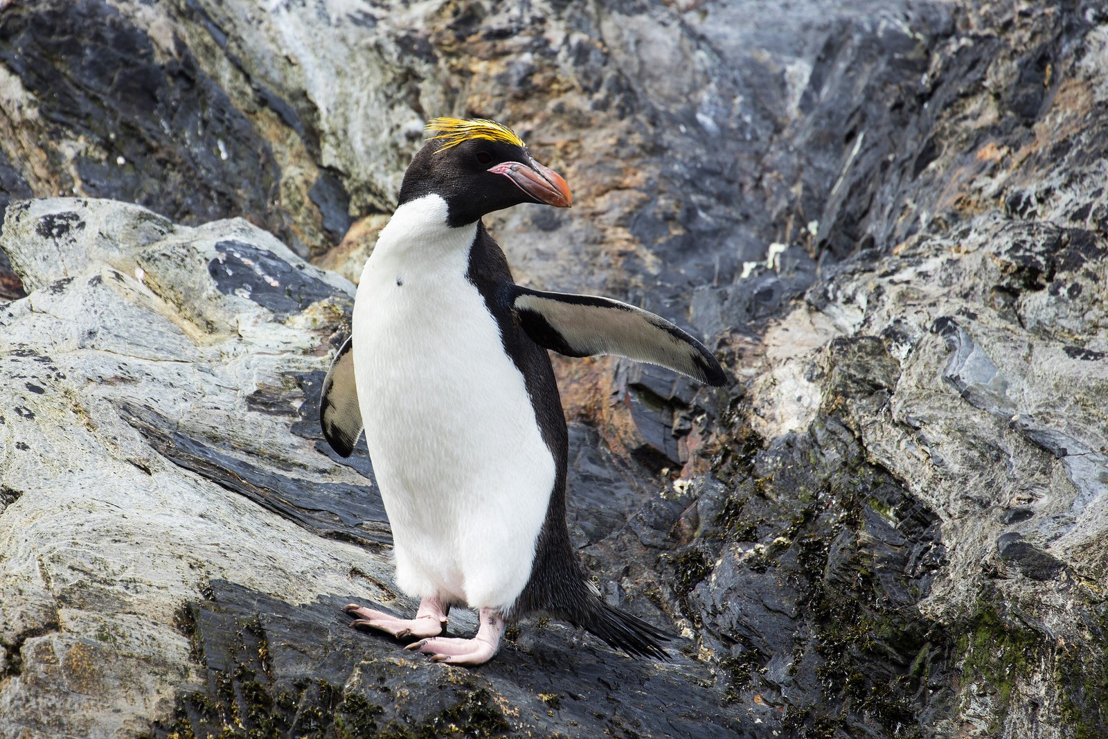 Macaroni penguin