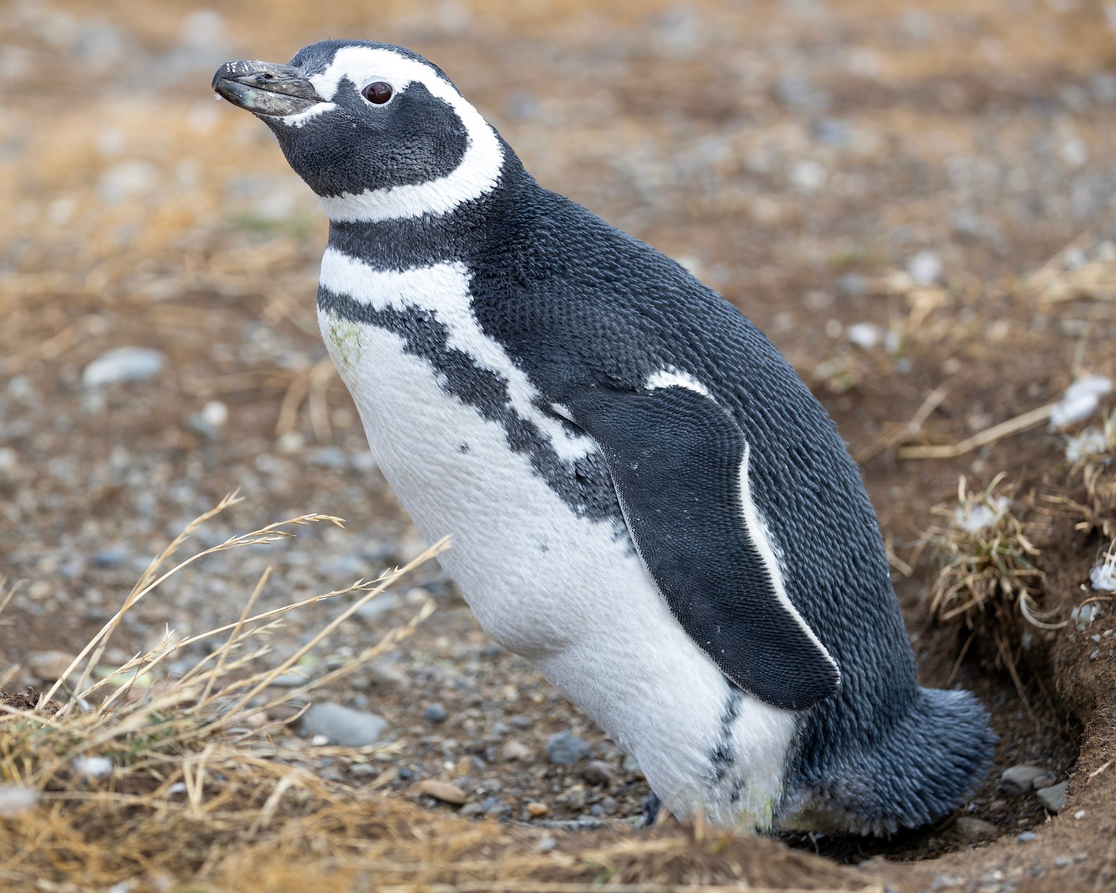Magellanic penguin