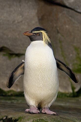 Northern rockhopper penguin