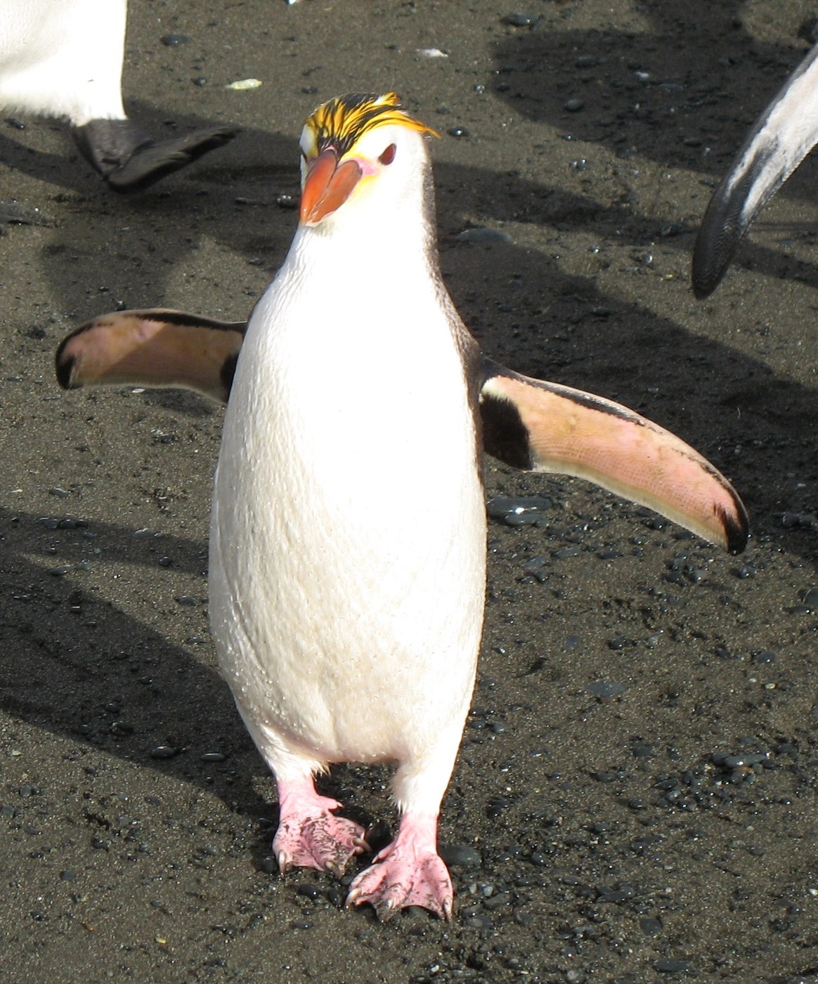 Royal penguin