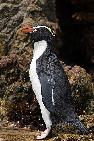 Snares penguin