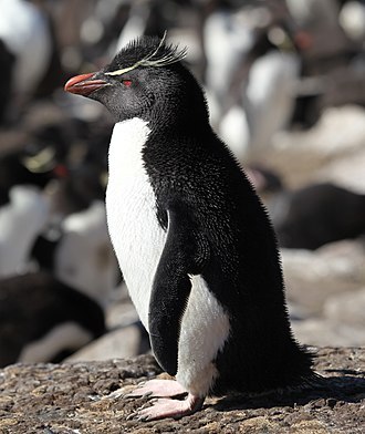 Southern rockhopper penguin